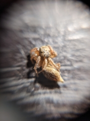 Salticidae