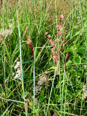 Melinis repens