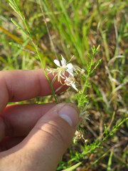Oenothera filipes