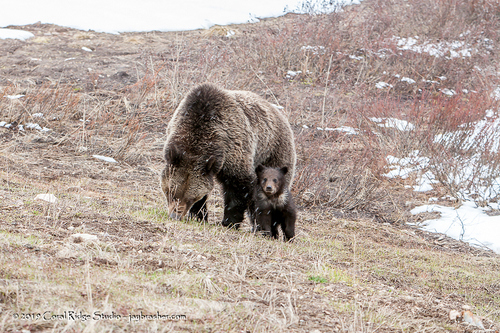 Grizzly Bear photographed in Wyoming