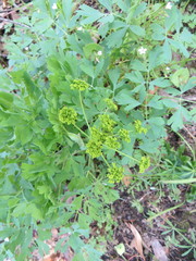 Lomatium californicum
