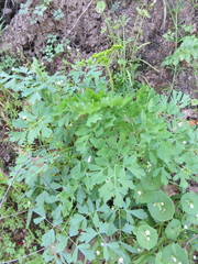 Lomatium californicum