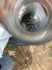 Lampetis dilaticollis