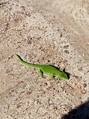 Naultinus stellatus