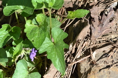 Viola sagittata