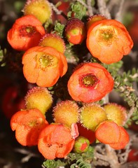 Cheyniana microphylla