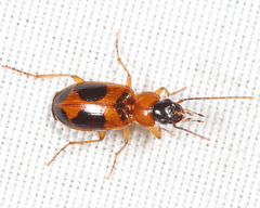 Badister neopulchellus