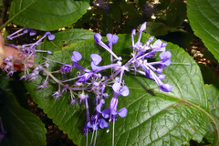 Plectranthus ecklonii