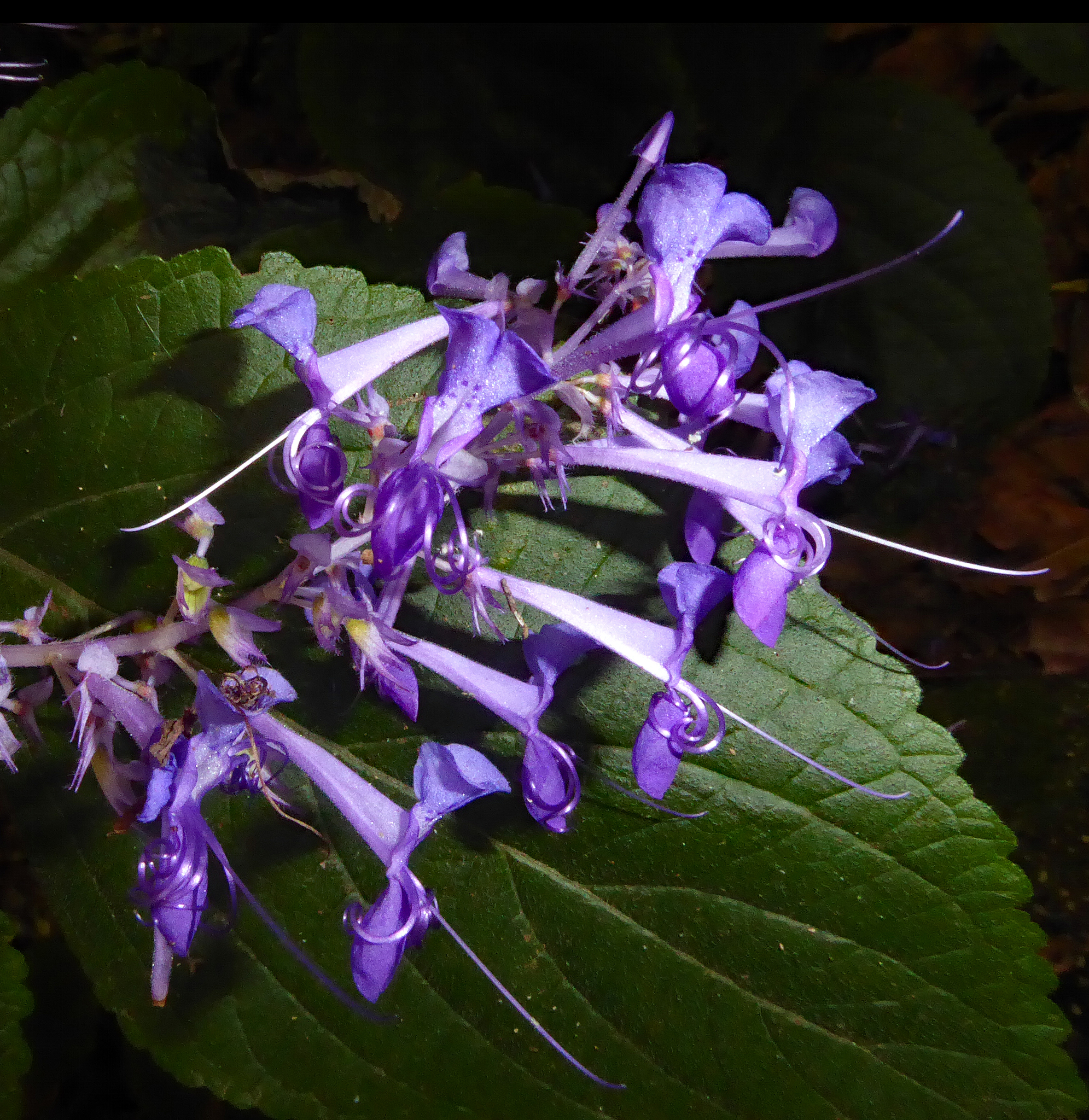 Tall Spurflower Plectranthus Ecklonii Plants Candide Gardening