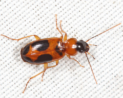Badister neopulchellus