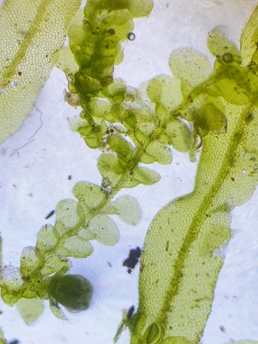 Image of Pearl Pouncewort by no rights reserved