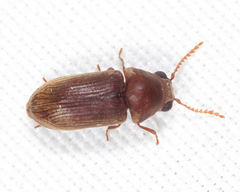 Euvrilletta harrisii