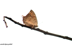 Anaea aidea