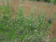 Amsonia ciliata texana