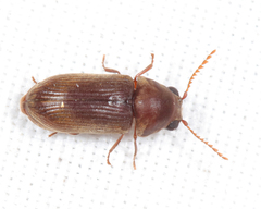 Euvrilletta harrisii