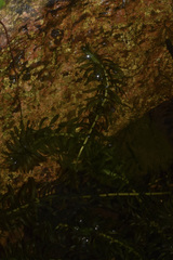 Egeria densa