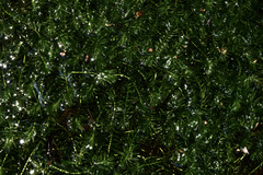 Egeria densa