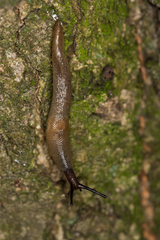 Deroceras caucasicum