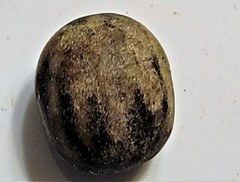 Mucuna gigantea