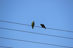Amazona viridigenalis