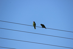 Amazona viridigenalis