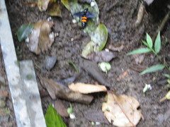 Pygodasis ephippium ephippium