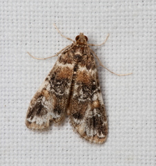 Elophila responsalis