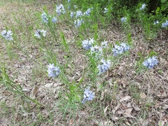 Amsonia ciliata texana