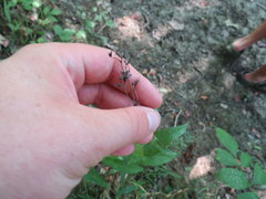 Penstemon alluviorum