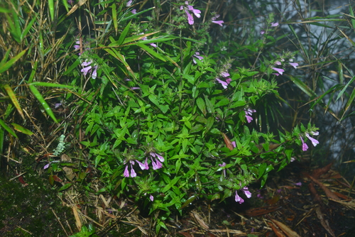 Melampyrum roseum iNat (1)