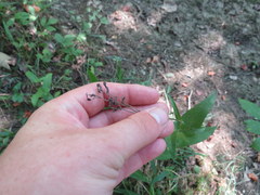 Penstemon alluviorum
