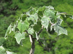 Pittocaulon filare