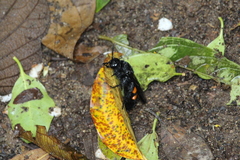 Pygodasis ephippium ephippium