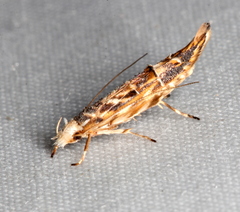 Trachydora chrysodoxa