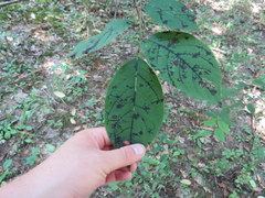 Pseudocercospora kaki