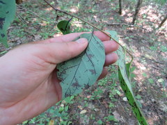 Pseudocercospora kaki