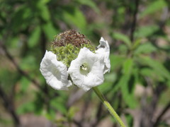 Varronia bullata