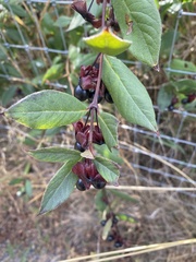 Lonicera involucrata involucrata