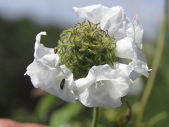 Varronia bullata