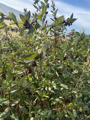 Lonicera involucrata involucrata