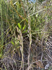 Thelymitra purpurata