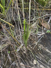 Thelymitra purpurata