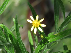 Senecio stoechadiformis