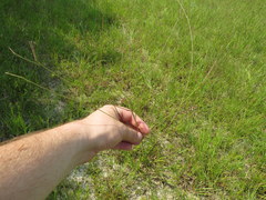 Agalinis oligophylla