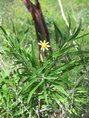 Senecio stoechadiformis