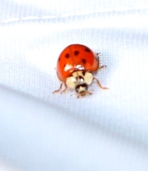 Harmonia axyridis