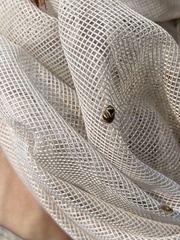 Clastoptera saintcyri