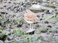 Charadrius vociferus