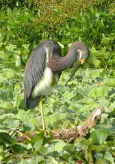 Egretta tricolor image