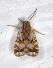 Bothriocera drakei